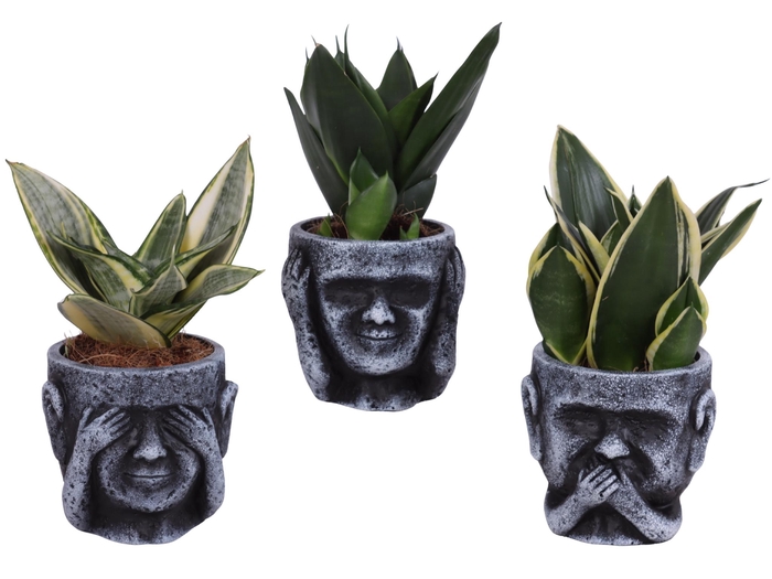 <h4>Sansevieria Compacta mix Ø09cm in Ceramic pot Ø12cm</h4>