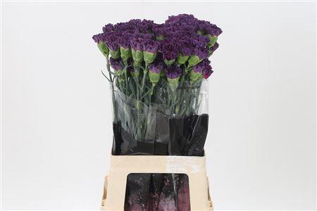 <h4>Di St Extasis</h4>