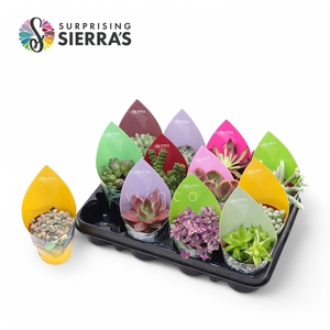 Succulenten Mix (12spc.) (sierra) Sierra Collection