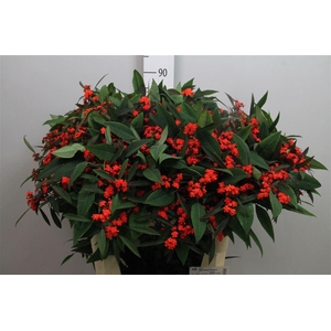 Euph F T Red Surpris