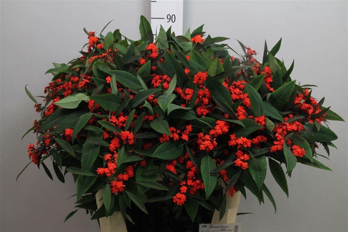 <h4>Euph F T Red Surpris</h4>