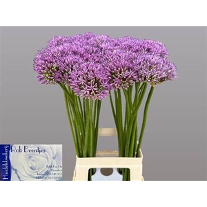 Allium Gladiator