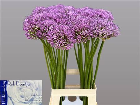 Allium Gladiator