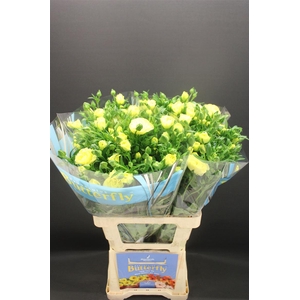 Ran Butterfly Helios 70cm