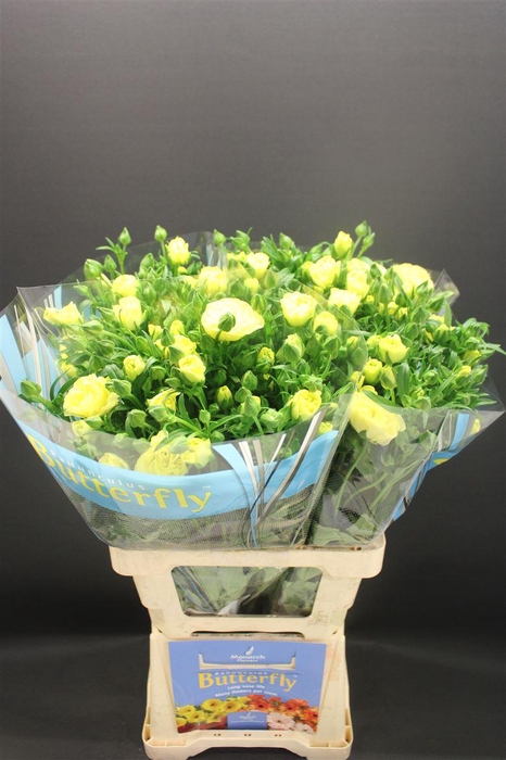 <h4>Ran Butterfly Helios 70cm</h4>