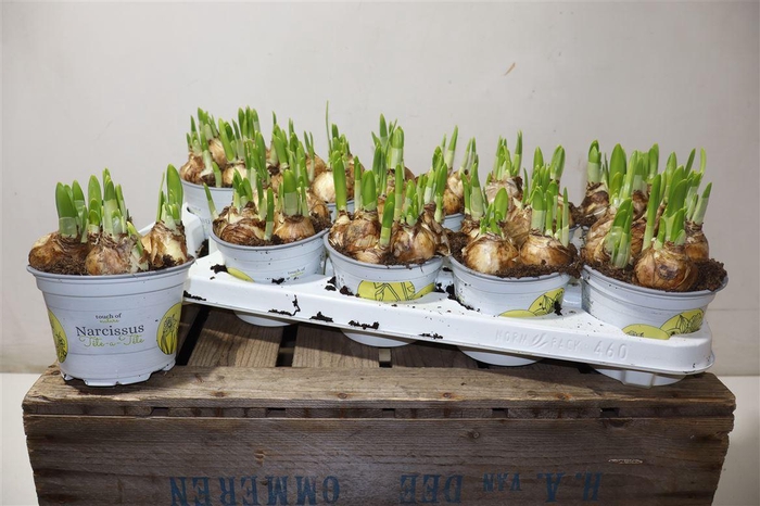 <h4>Narc O Tete A Tete</h4>