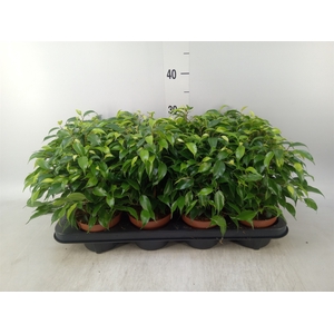 Ficus benja. 'Green Kinky'