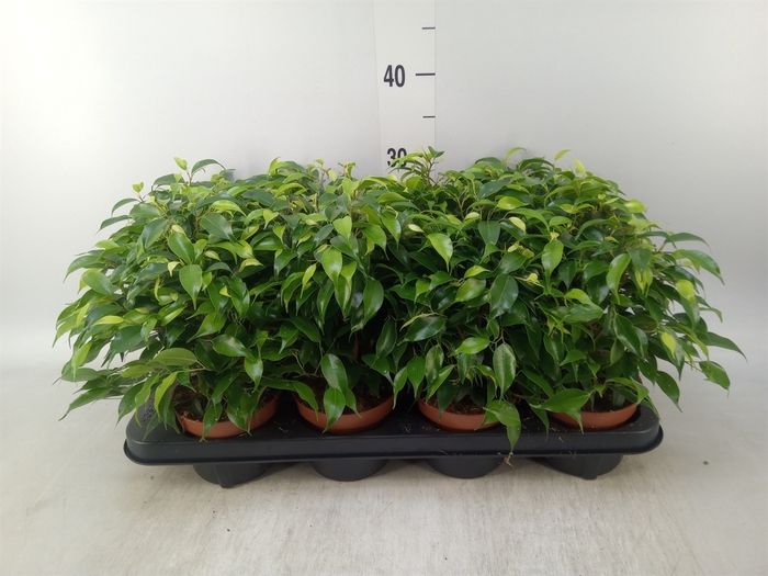 <h4>Ficus benja. 'Green Kinky'</h4>