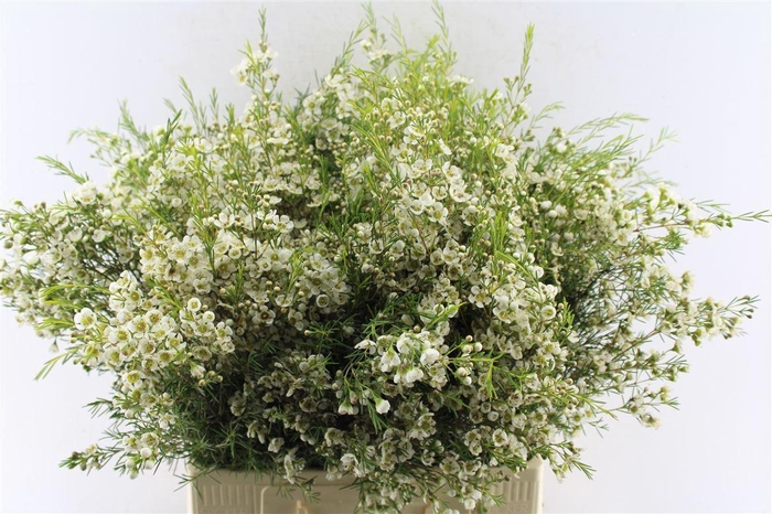 <h4>Chamelaucium Ofir White</h4>