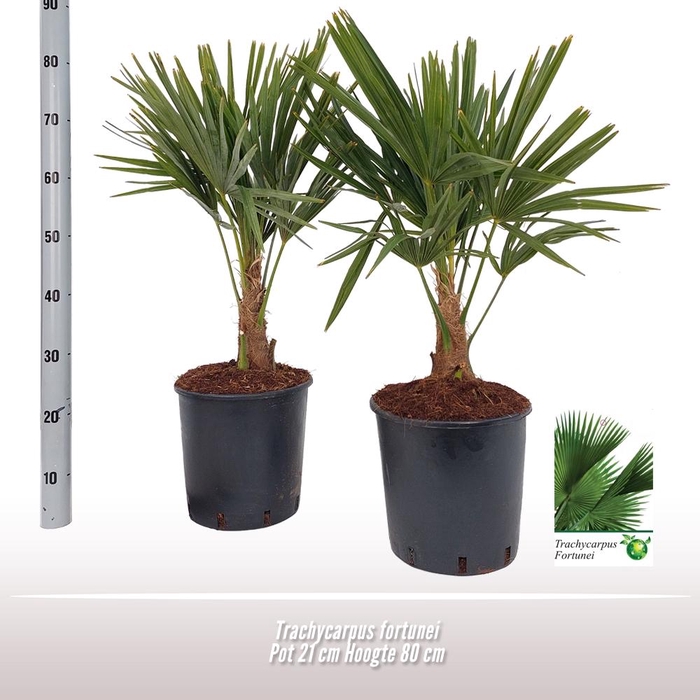 <h4>Trachycarpus fortunei</h4>