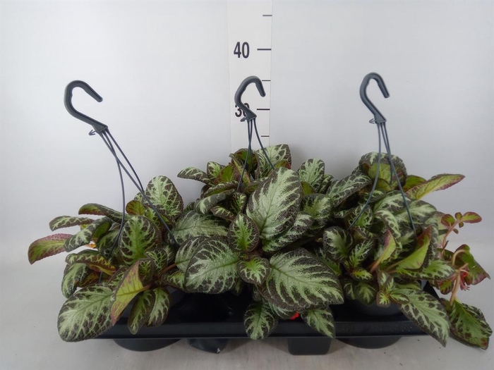 Episcia   ...