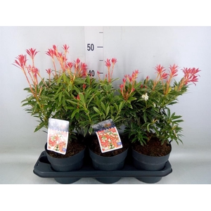 Pieris japonica 'Flaming Silver'