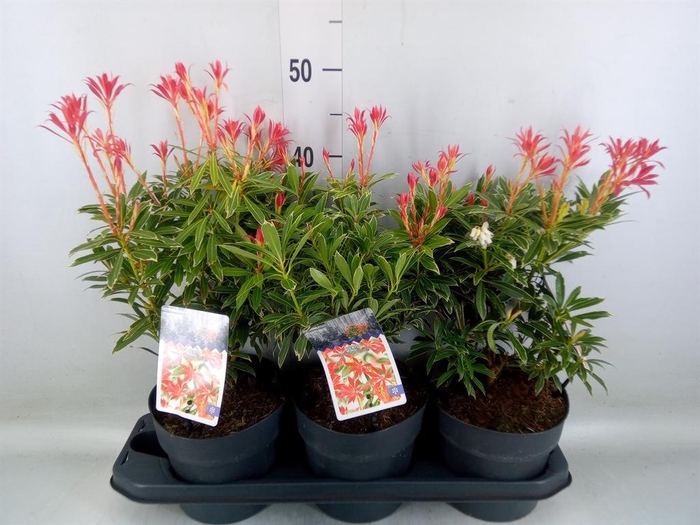 <h4>Pieris japonica 'Flaming Silver'</h4>