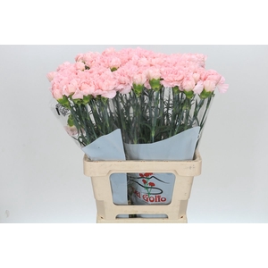 Dianthus St Maruchi