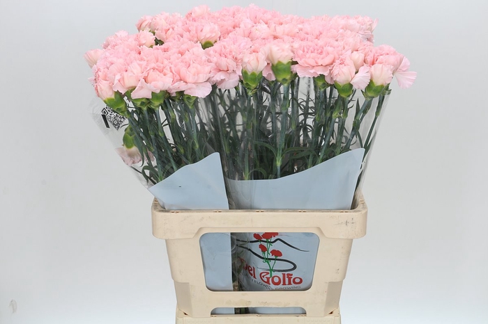 <h4>Dianthus St Maruchi</h4>