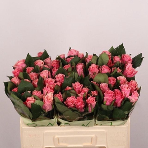 R Gr Ligh P Tacazzi+