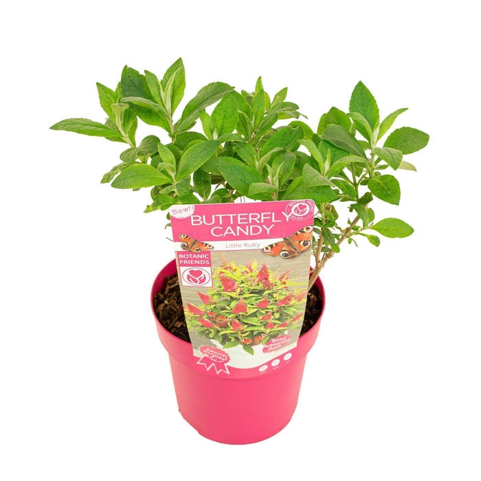 Buddleja Butterfly Candy Little Rub