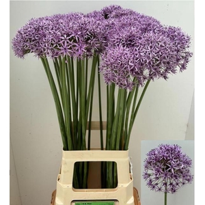 ALLIUM AFLATUNENSE