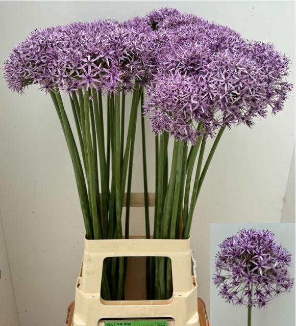 <h4>ALLIUM AFLATUNENSE</h4>
