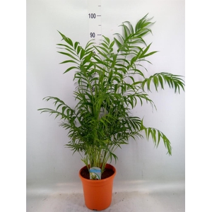 Chamaedorea elegans