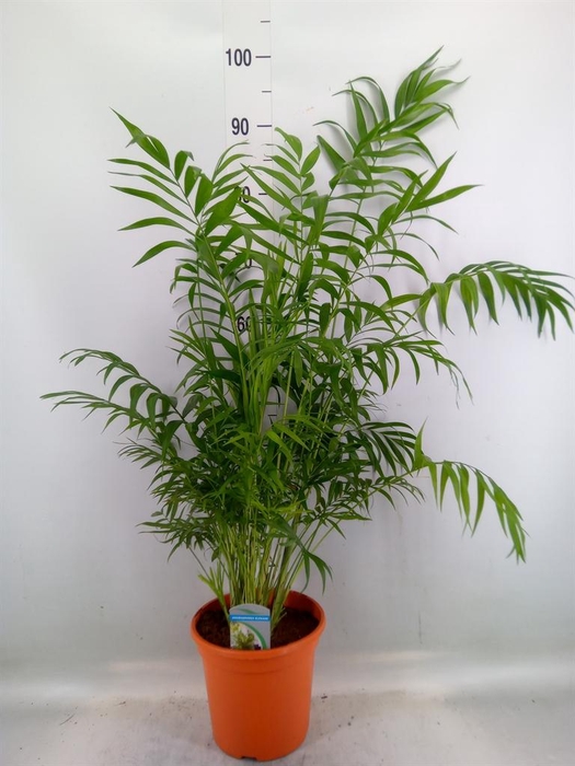 <h4>Chamaedorea elegans</h4>