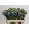 Oxypetalum Tweedia Blue