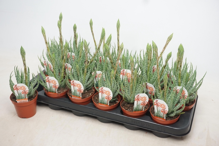 arr8 Aloe Humilis