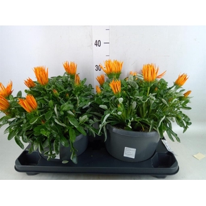Gazania splen. 'Giant Deep Orange'