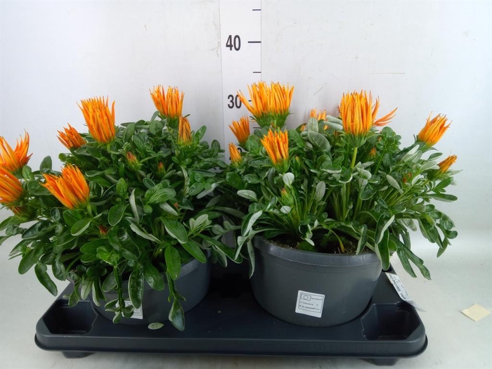 <h4>Gazania splen. 'Giant Deep Orange'</h4>