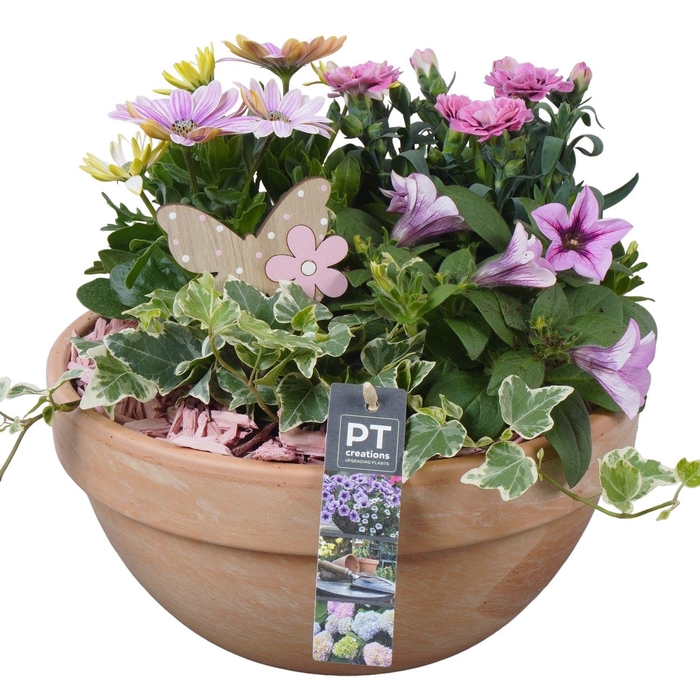 <h4>Arr.   Perkplanten H%</h4>