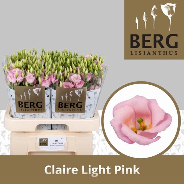 <h4>EUS E CLAIRE L PINK</h4>
