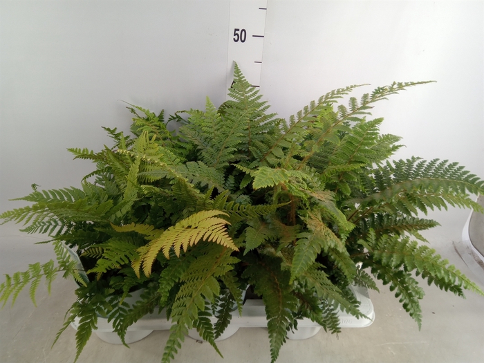 <h4>Ferns   ...mix</h4>