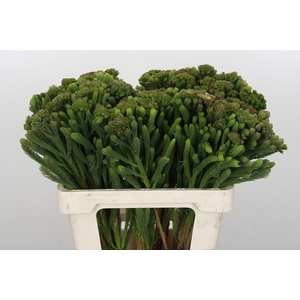 Kaaps Groen Albigreen