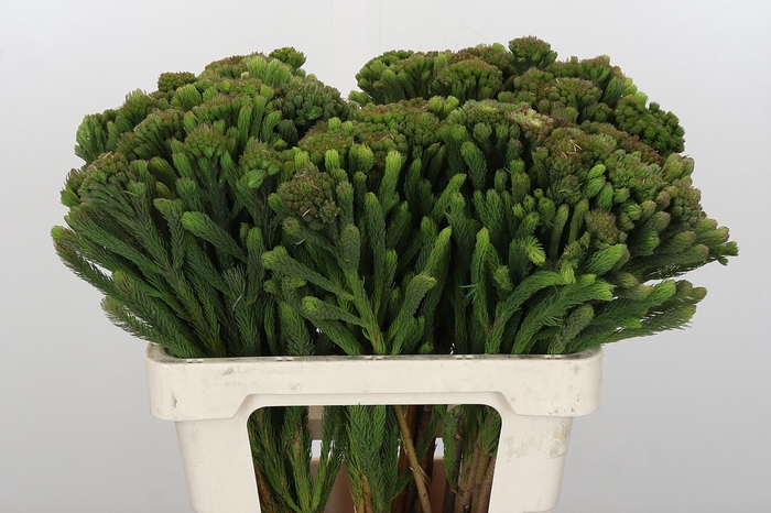 <h4>Kaaps Groen Albigreen</h4>