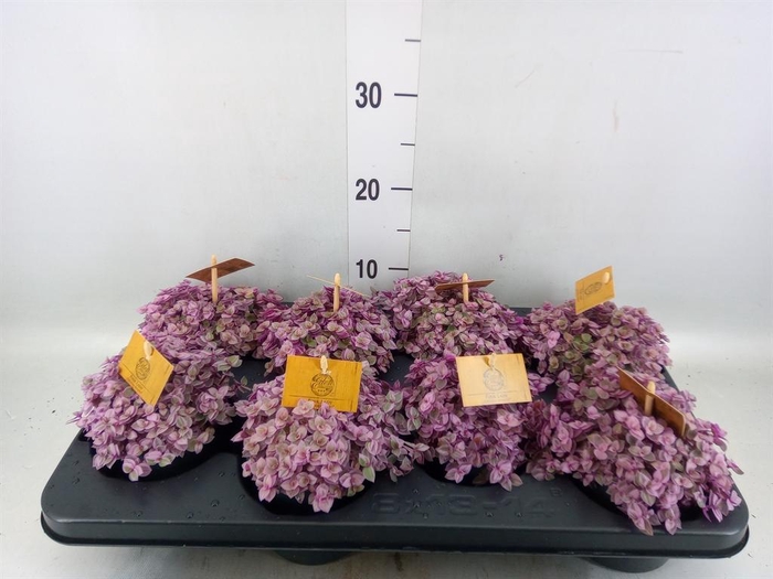 <h4>Callisia   ...</h4>