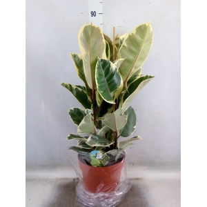 Ficus elastica 'Tineke'