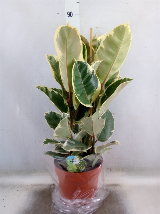 <h4>Ficus elastica 'Tineke'</h4>