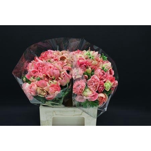 ANEMONE 'FULLSTAR BRIGHT ROSE'