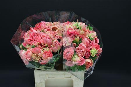 <h4>ANEMONE FULLSTAR BRIGHT ROSE</h4>