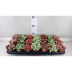 Fittonia   ...mix 7