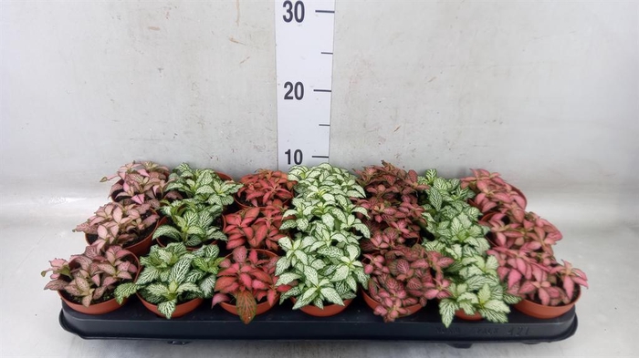 <h4>Fittonia   ...mix 7</h4>