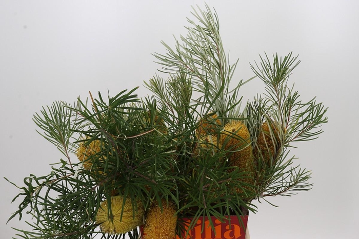 <h4>Banksia Collina</h4>