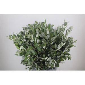 Pittosp Ralphi Leaves 400gr P Bunch
