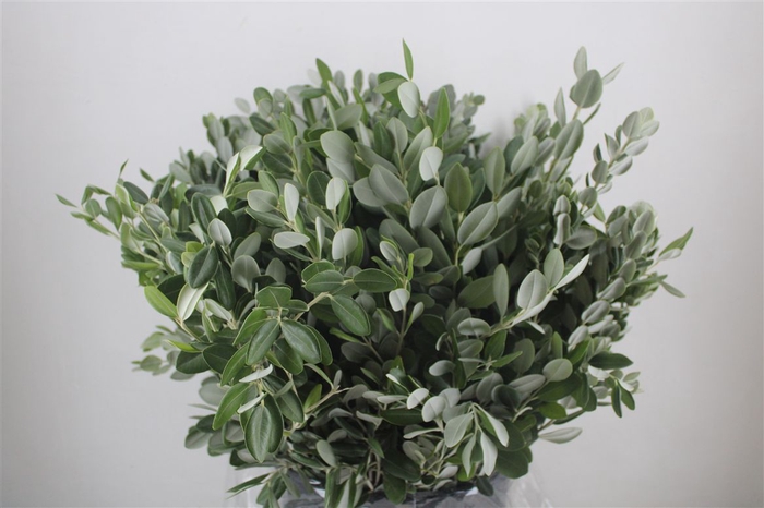 <h4>Pittosp Ralphi Leaves 400gr P Bunch</h4>