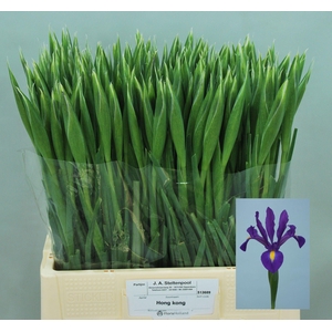 IRIS HONG KONG