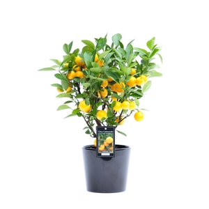 Citrus Calamondin in Keramiek Roma