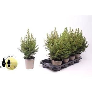 PICEA GL DECEMBER P13
