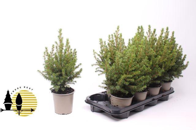 <h4>PICEA GL DECEMBER P13</h4>