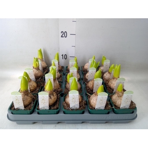 Hyacinthus orie. 'Pearl White'