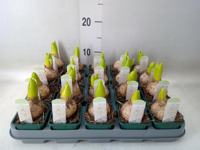<h4>Hyacinthus orie. 'Pearl White'</h4>